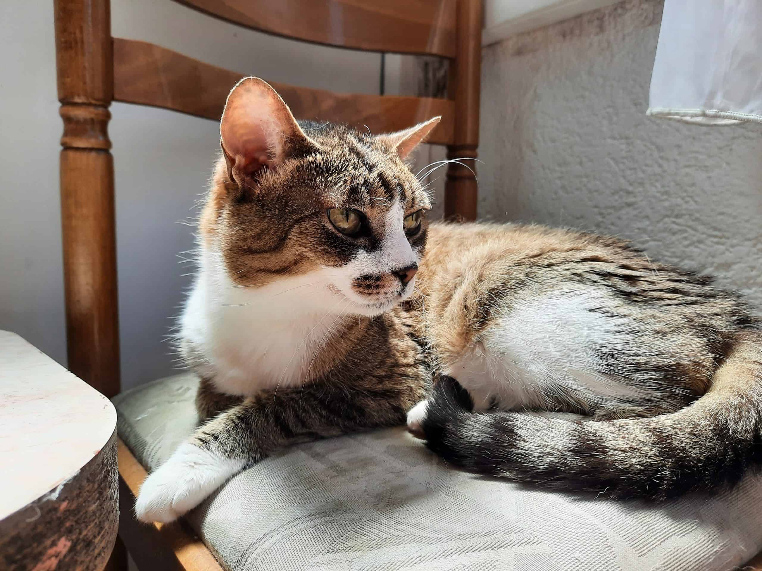 cat resting on a chair