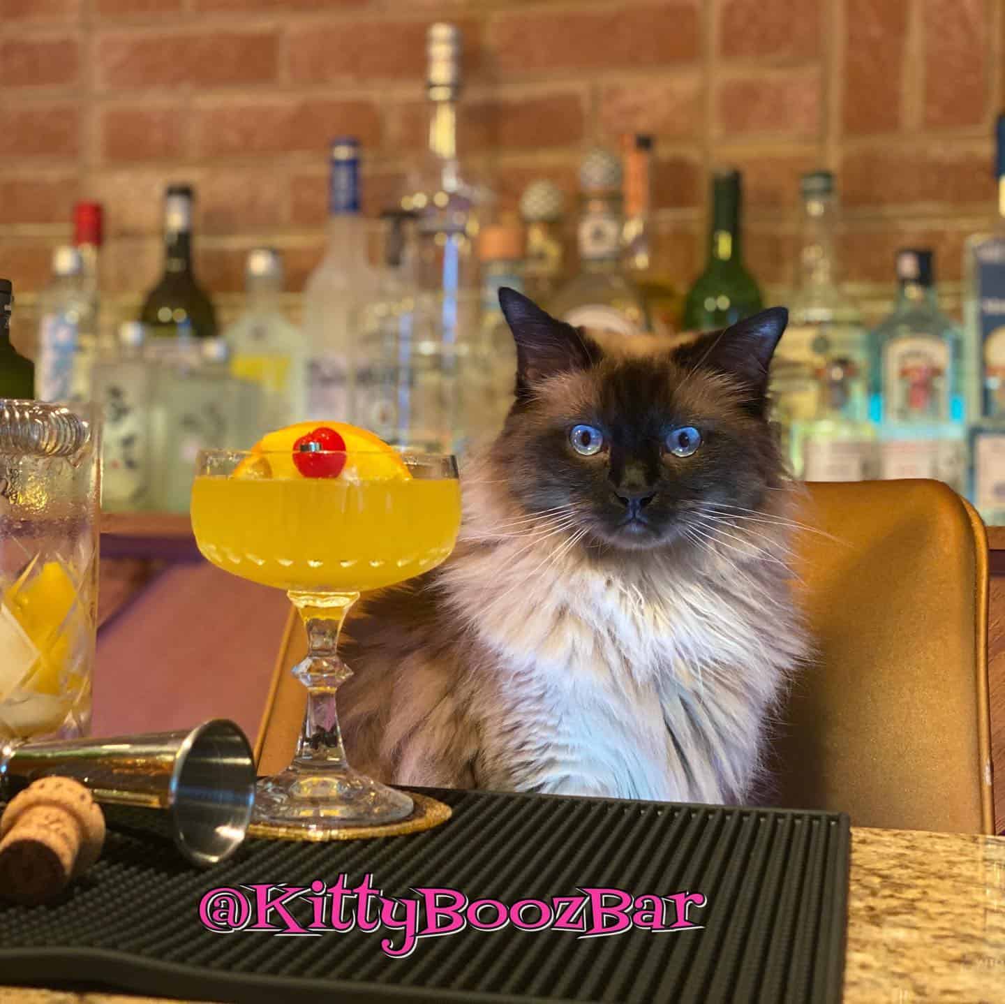 cat sitting at cocktail bar