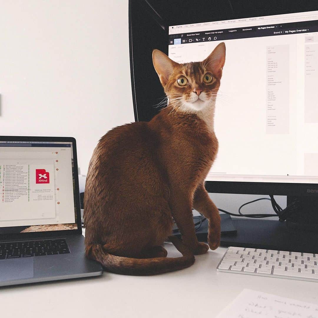 cat sitting by laptop