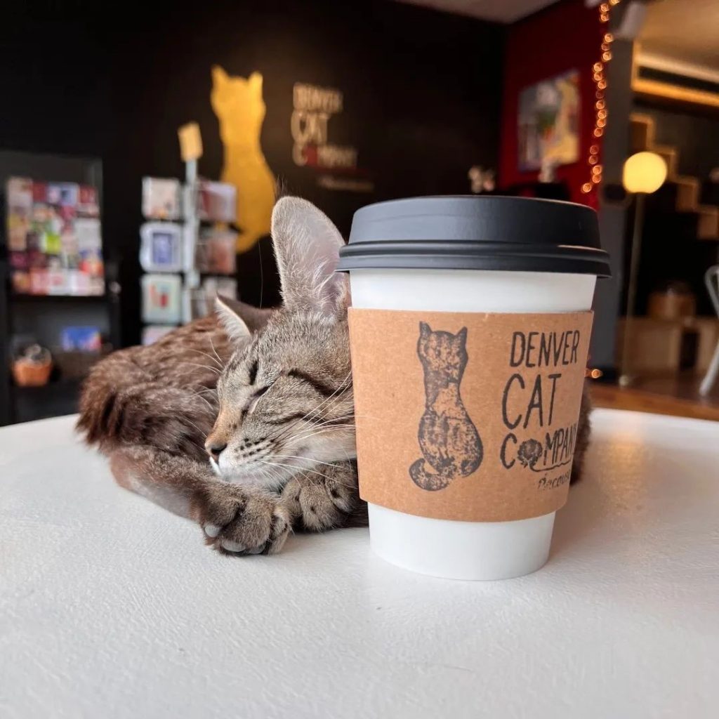 cat sleeping next to a coffee cup at denver cat company