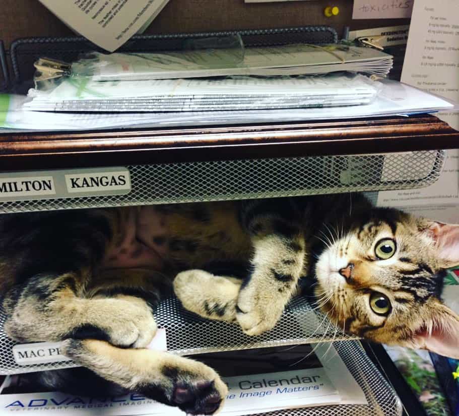 cat stuck in shelf