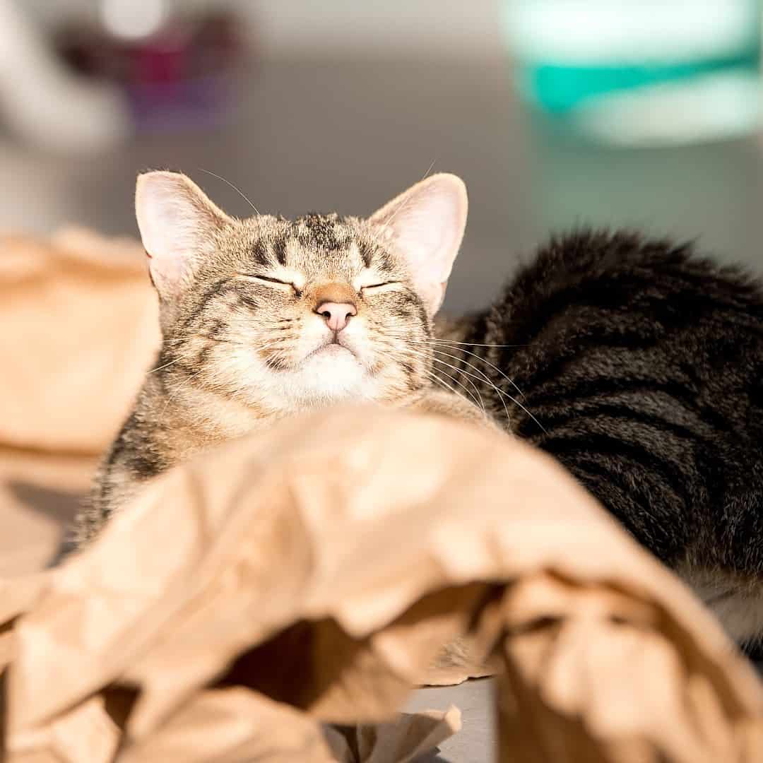 cat sunbathing at cat cafe