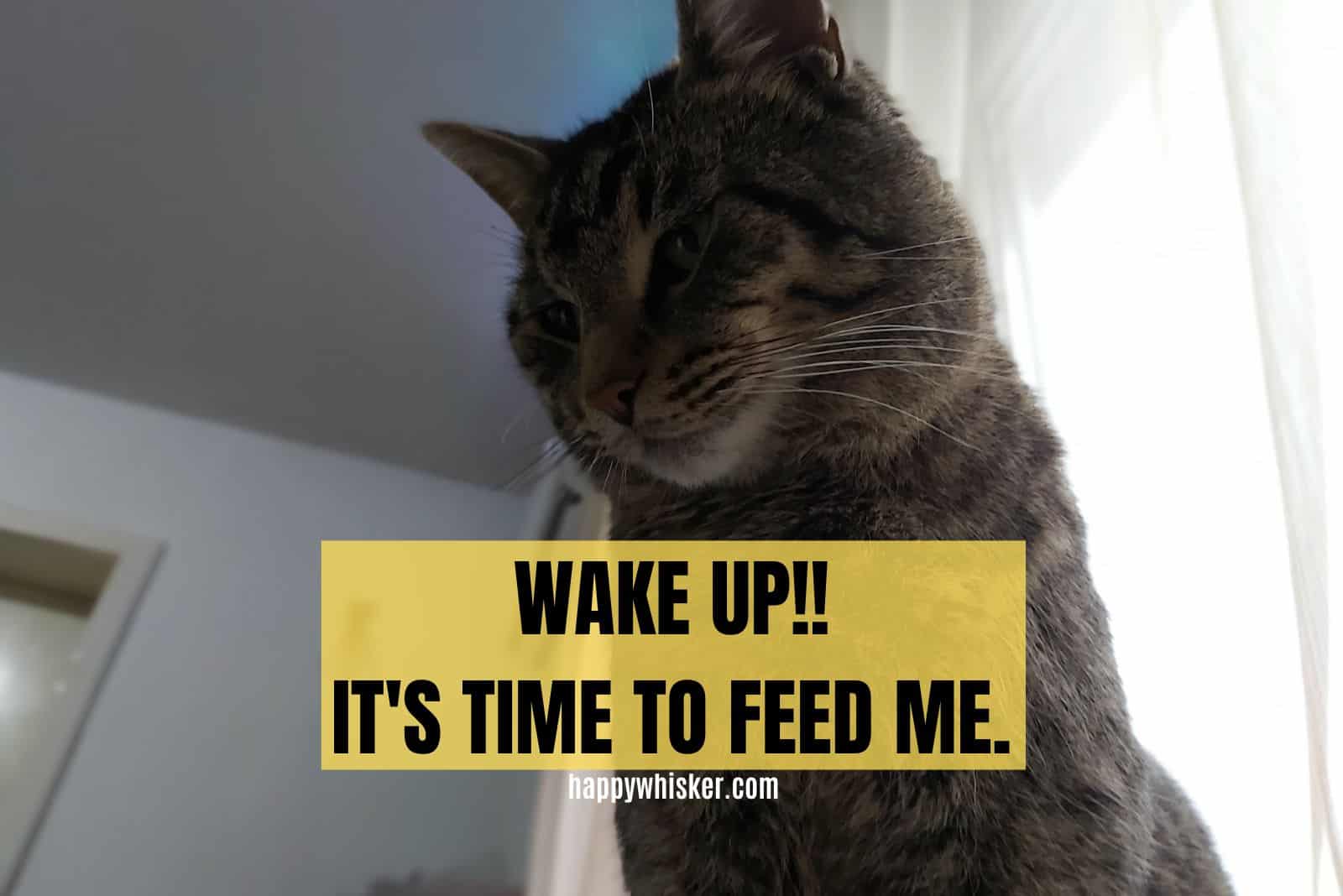 cat wants to be fed