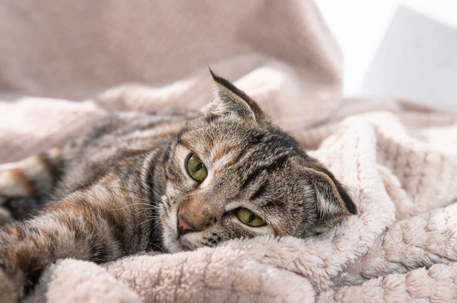 cat with Hyperthyroidism lying on blanket