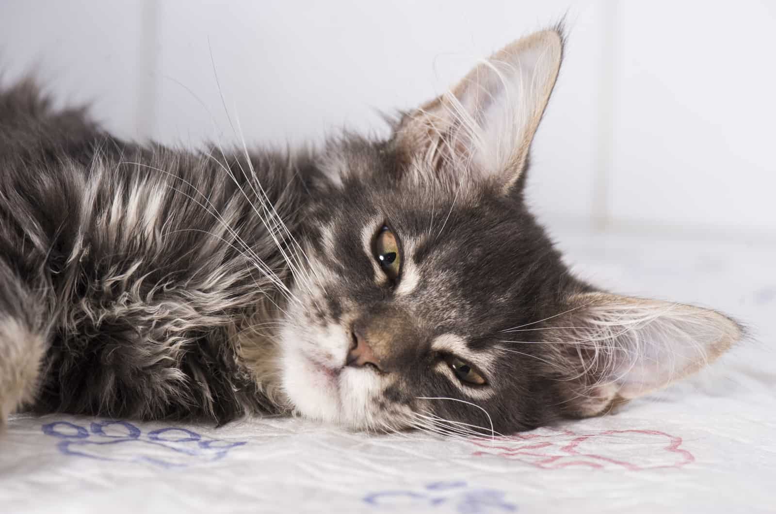 cat with Hyperthyroidism lying on floor