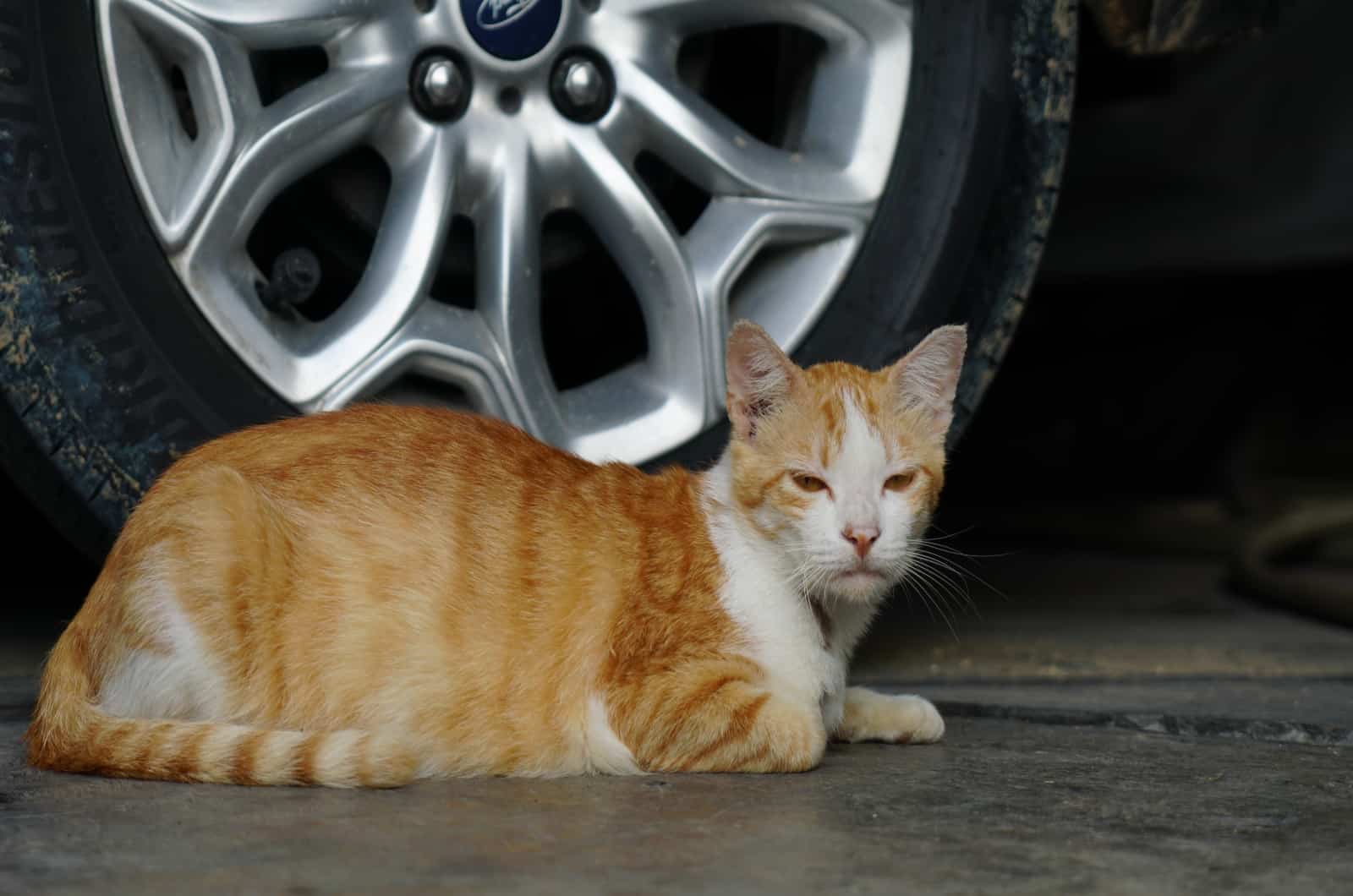 cat with Hyperthyroidism sitting by car