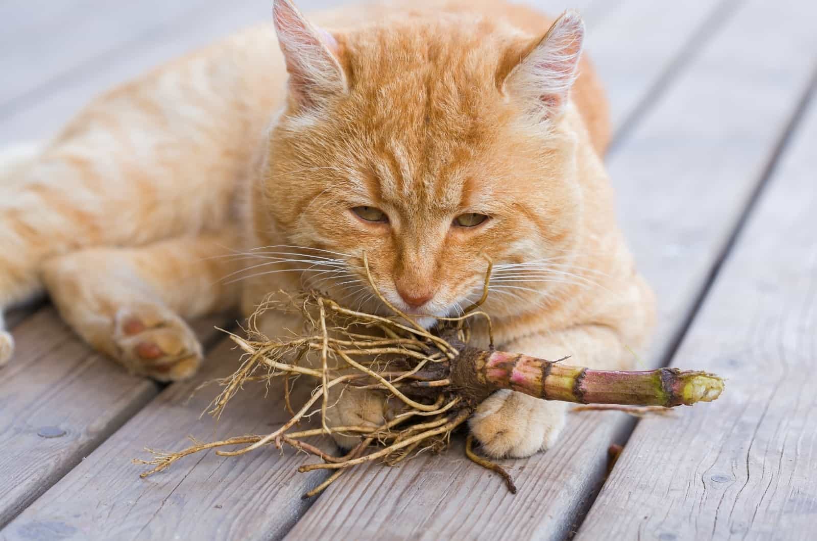 cat with Valerian Root