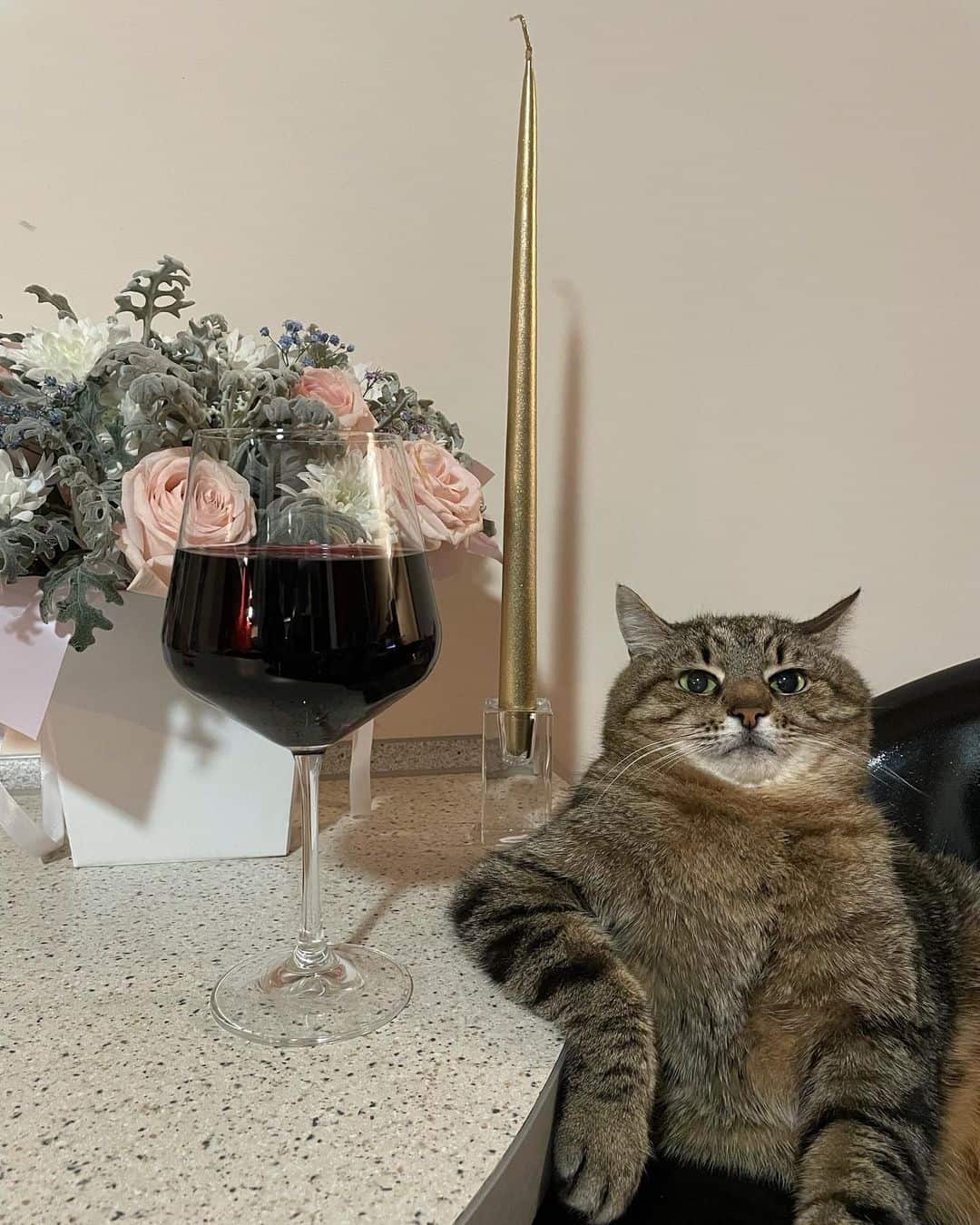 cat with a glass of wine meme