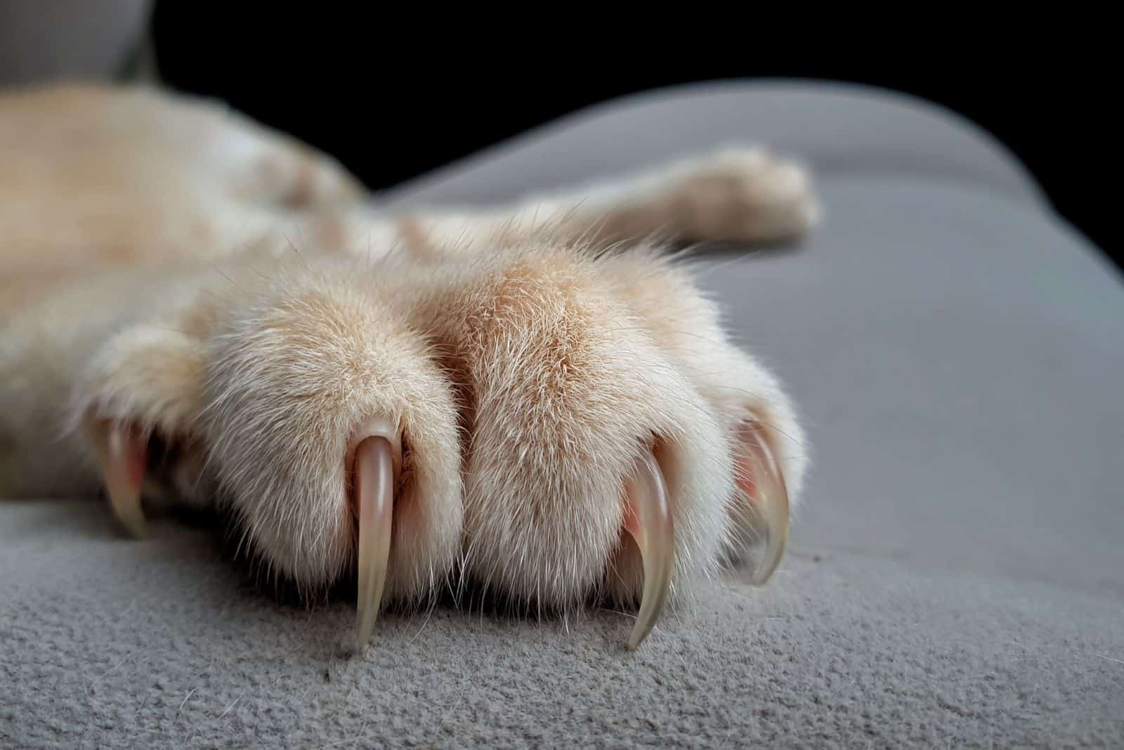 cat's paw with claws