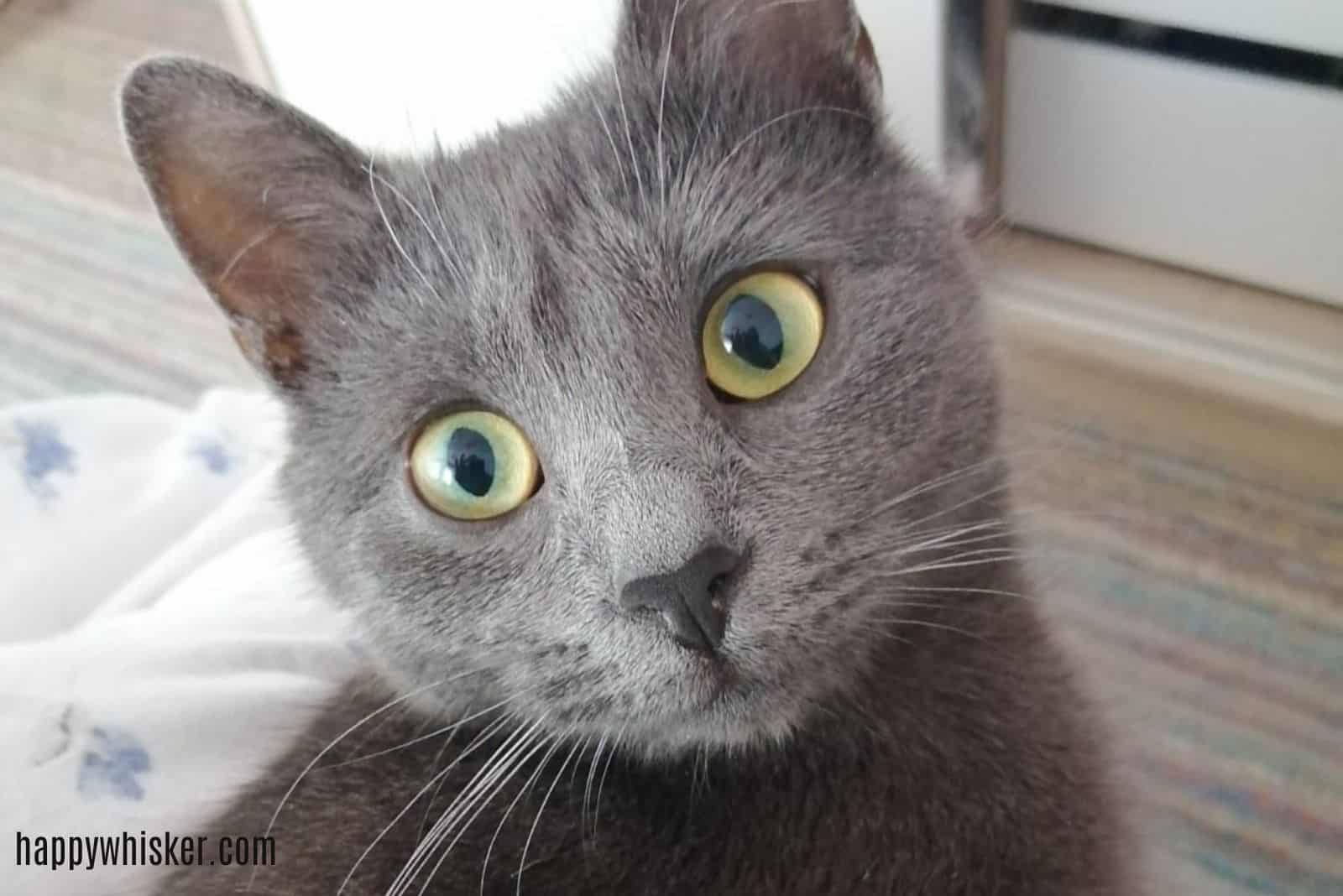 close shot of adopted cat