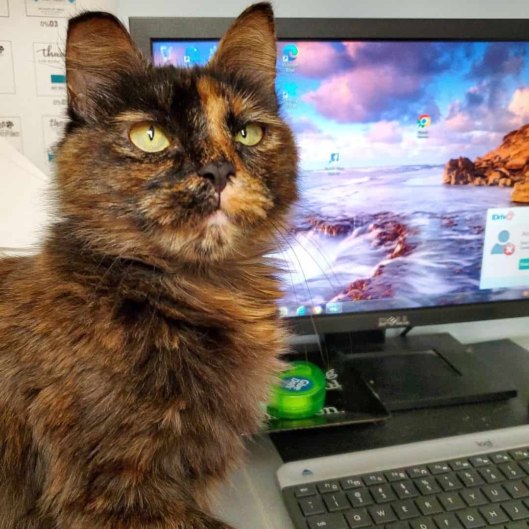 close shot of cat sitting by screen