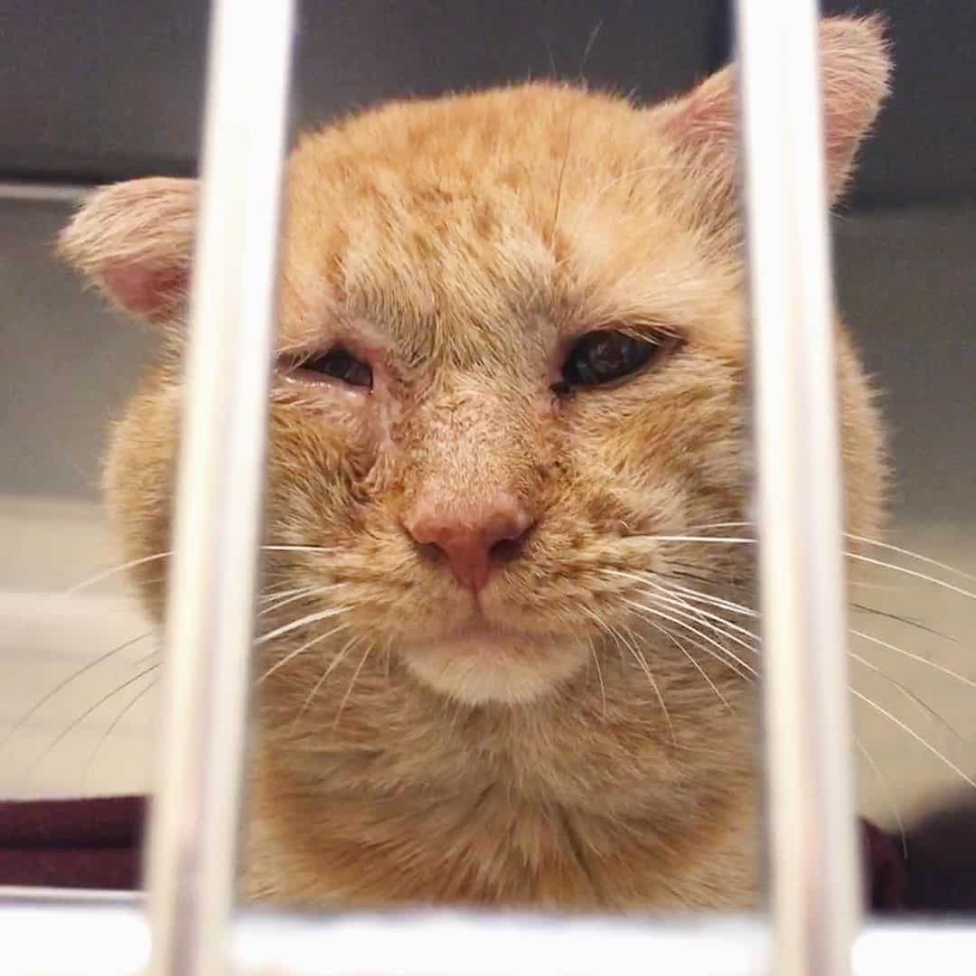 close shot of sick cat in shelter