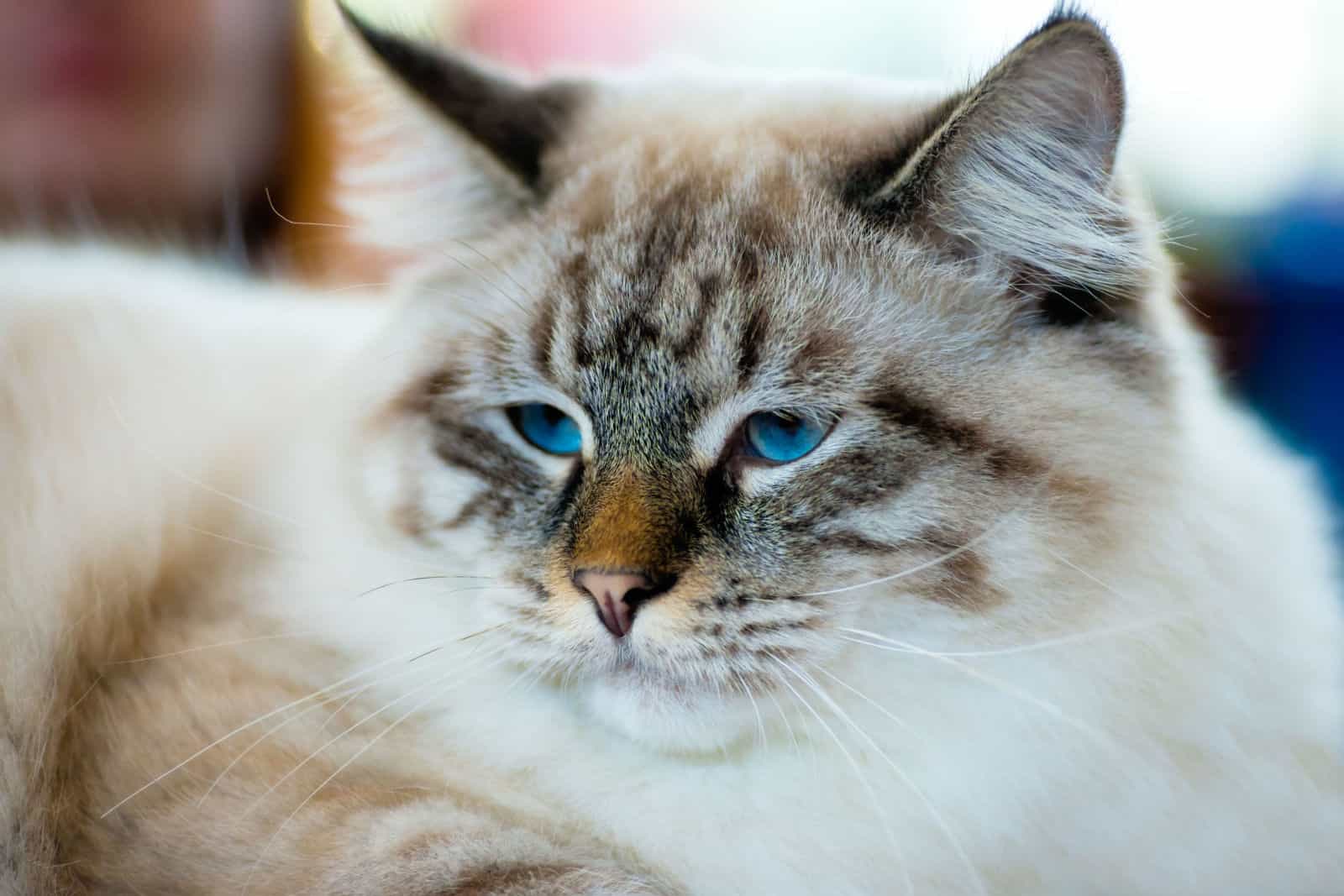 close-up portrait of blue-eyed Ragamuffin cat