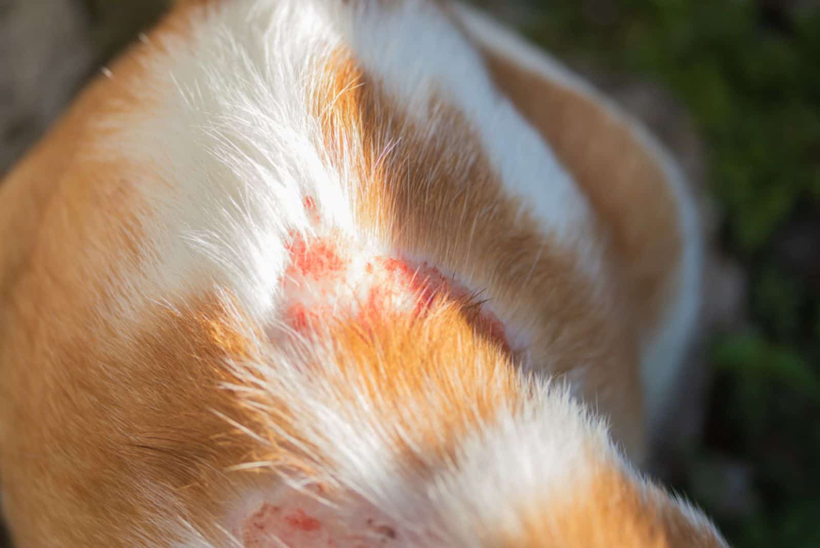close up wound on the skin of an orange white cat