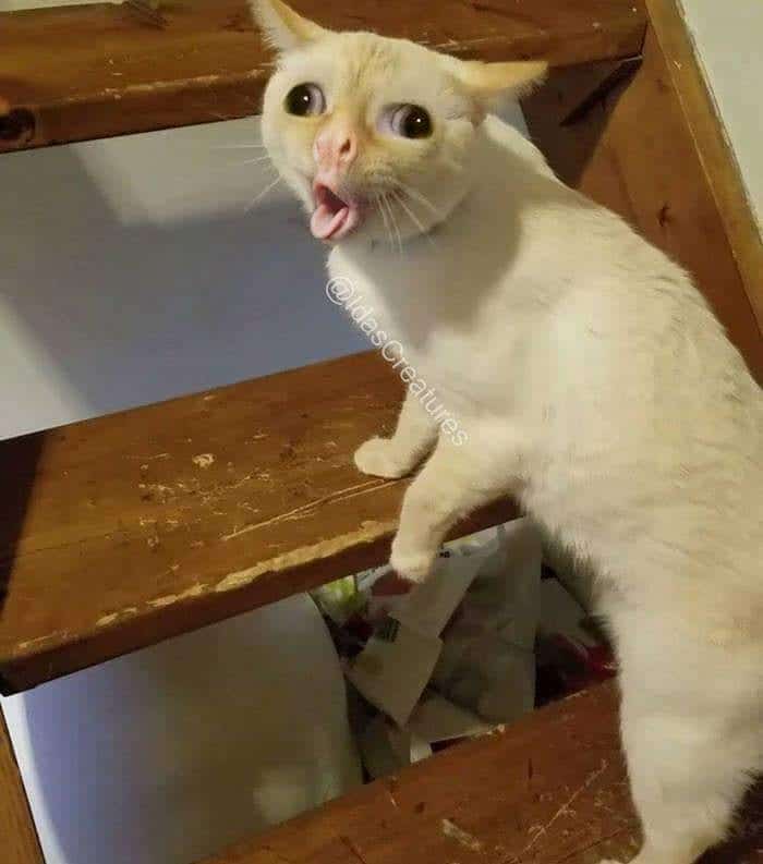 coughing cat meme