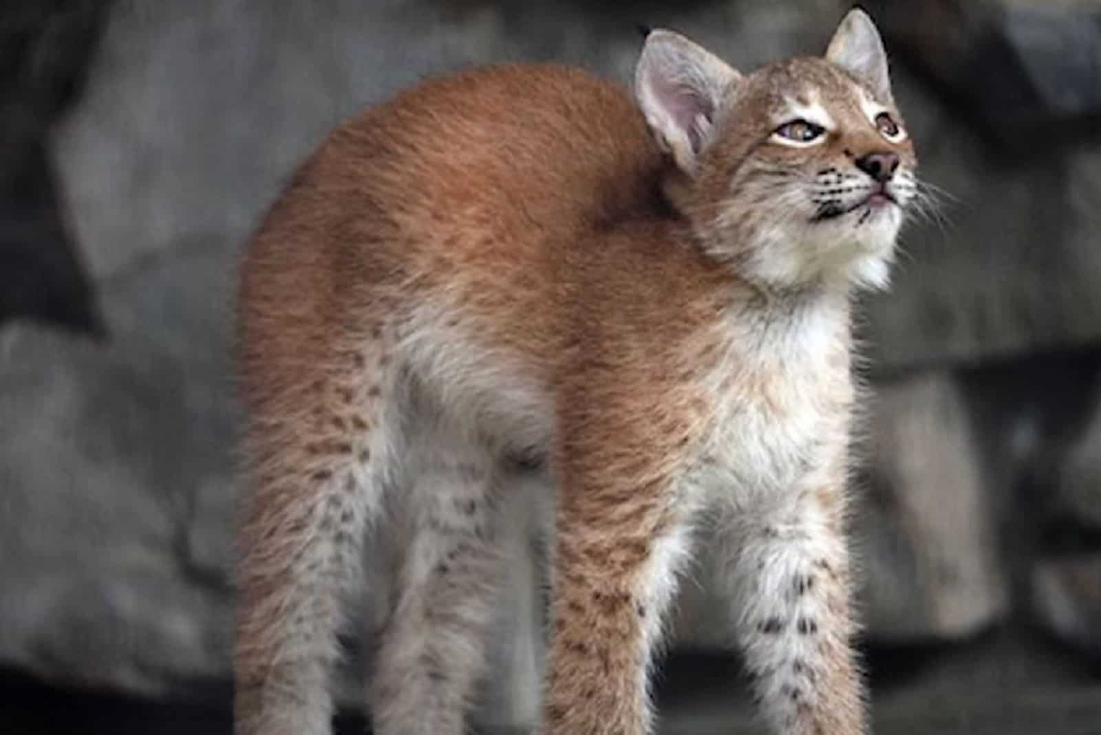 crested Baby Lynx