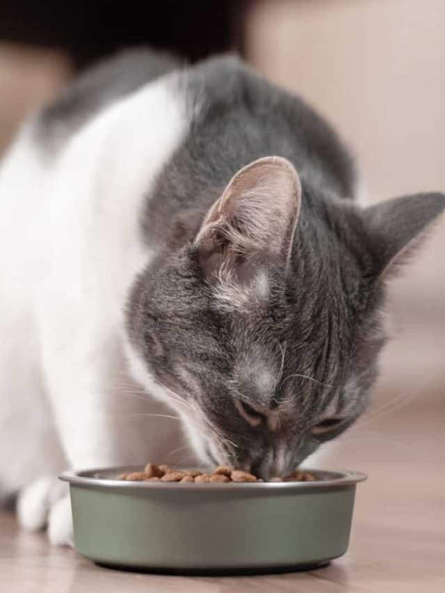 Gray and white cat eats dry food