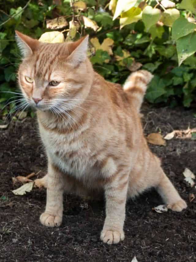 red cat making poo in the garden soil