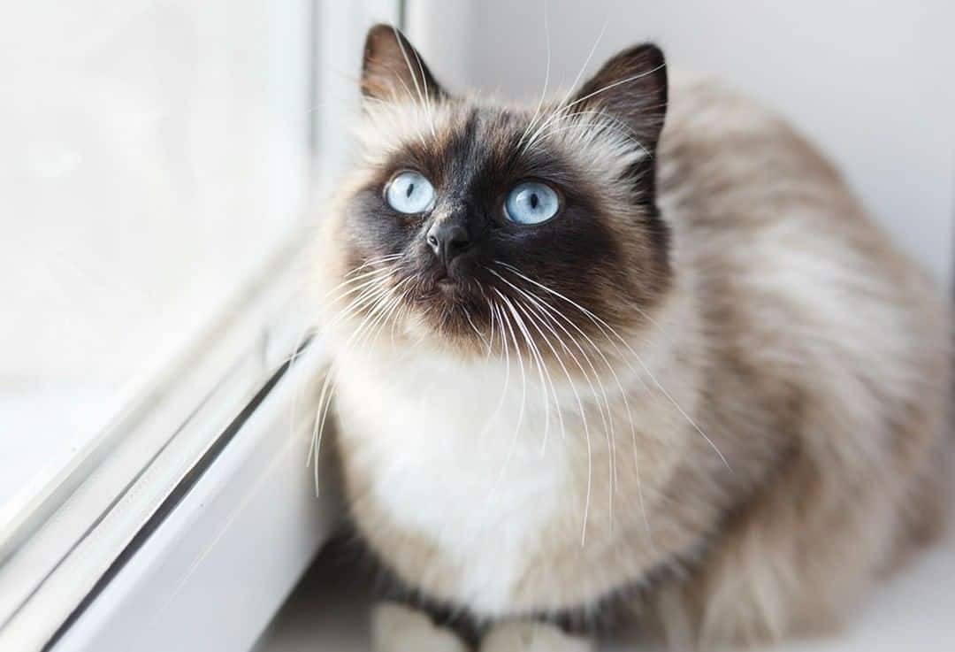 cute Birman Cat sitting by the window