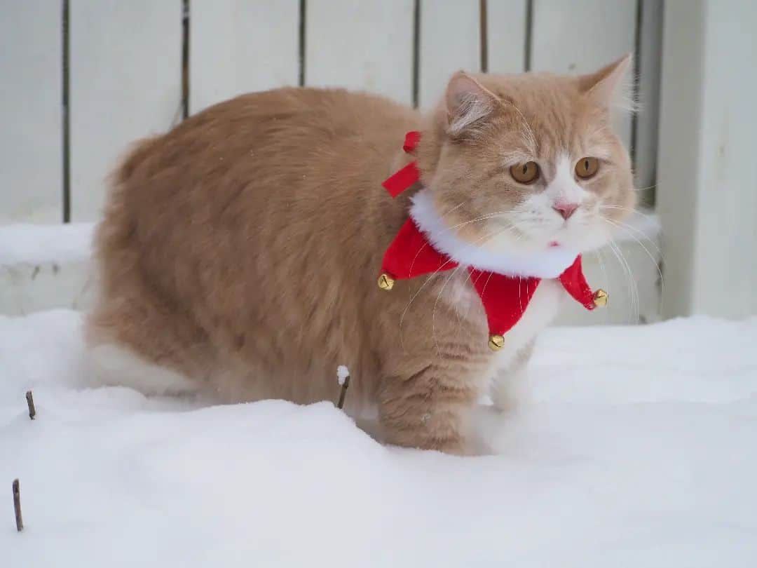 cute Cymric Cat walks in the snow
