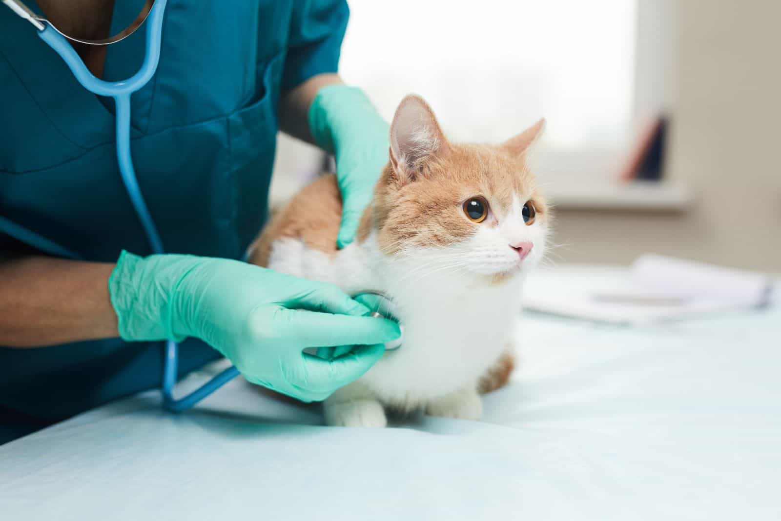 cute cat at the vet