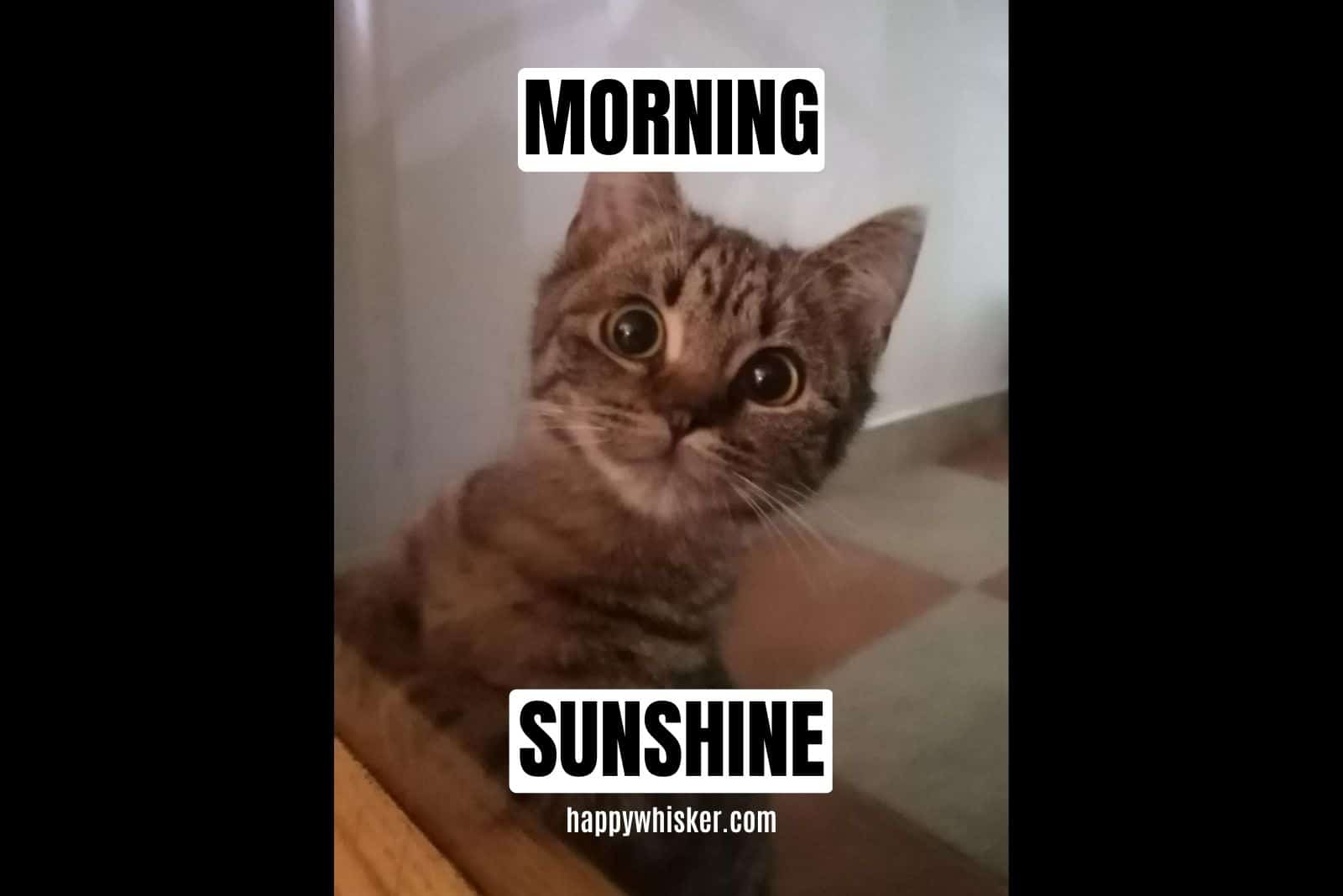 cute cat in the morning