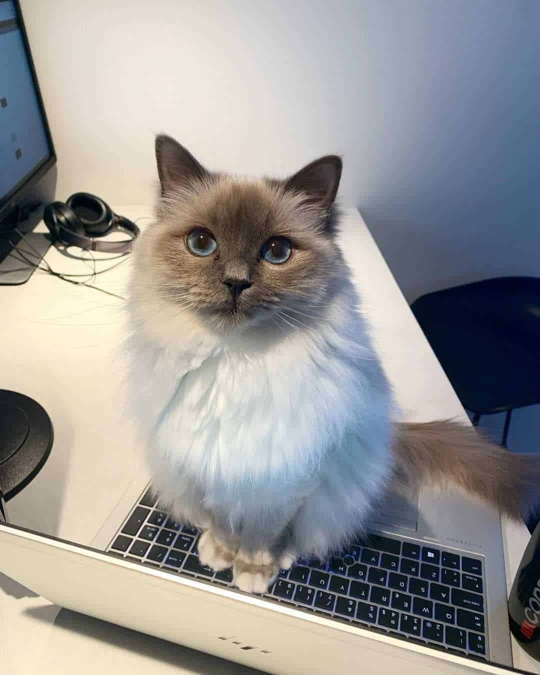 cute cat sitting on laptop