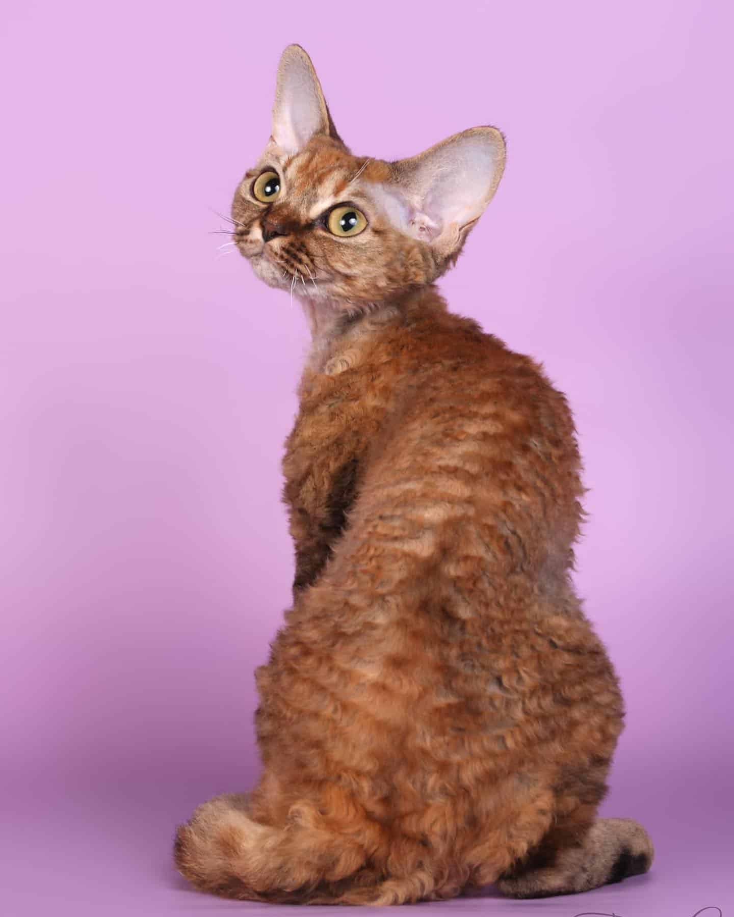 cute devon rex cat