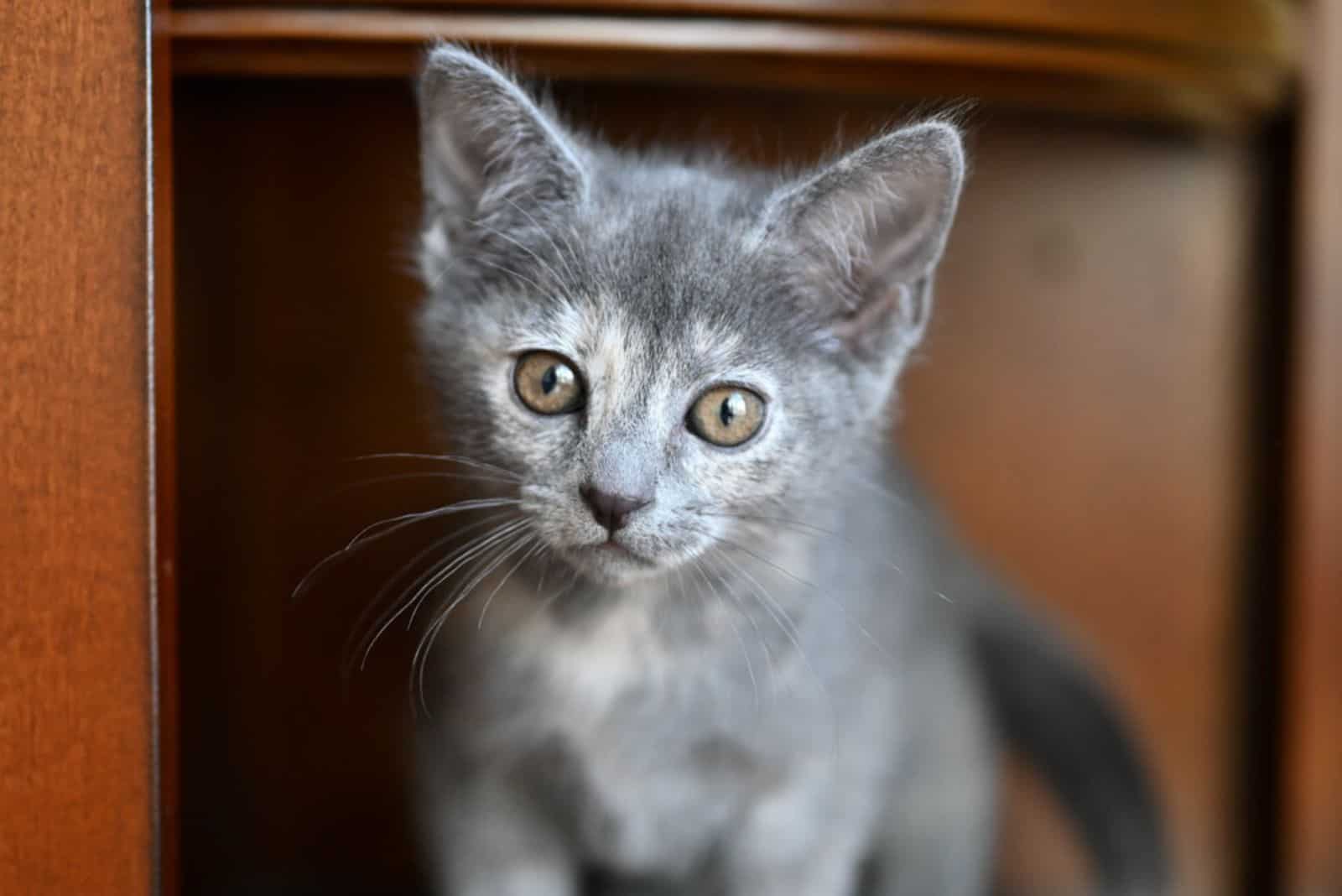 cute kitten Blue Tortoiseshell Cats