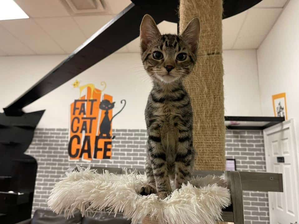cute kitten at fat cat cafe