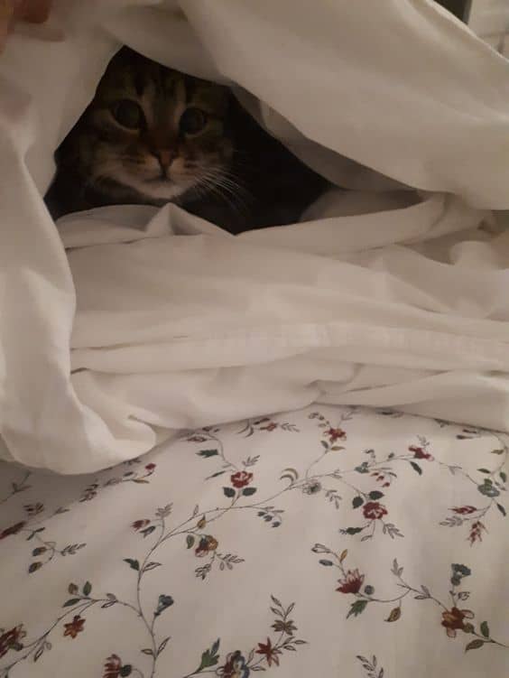 cute kitten hiding under a blanket