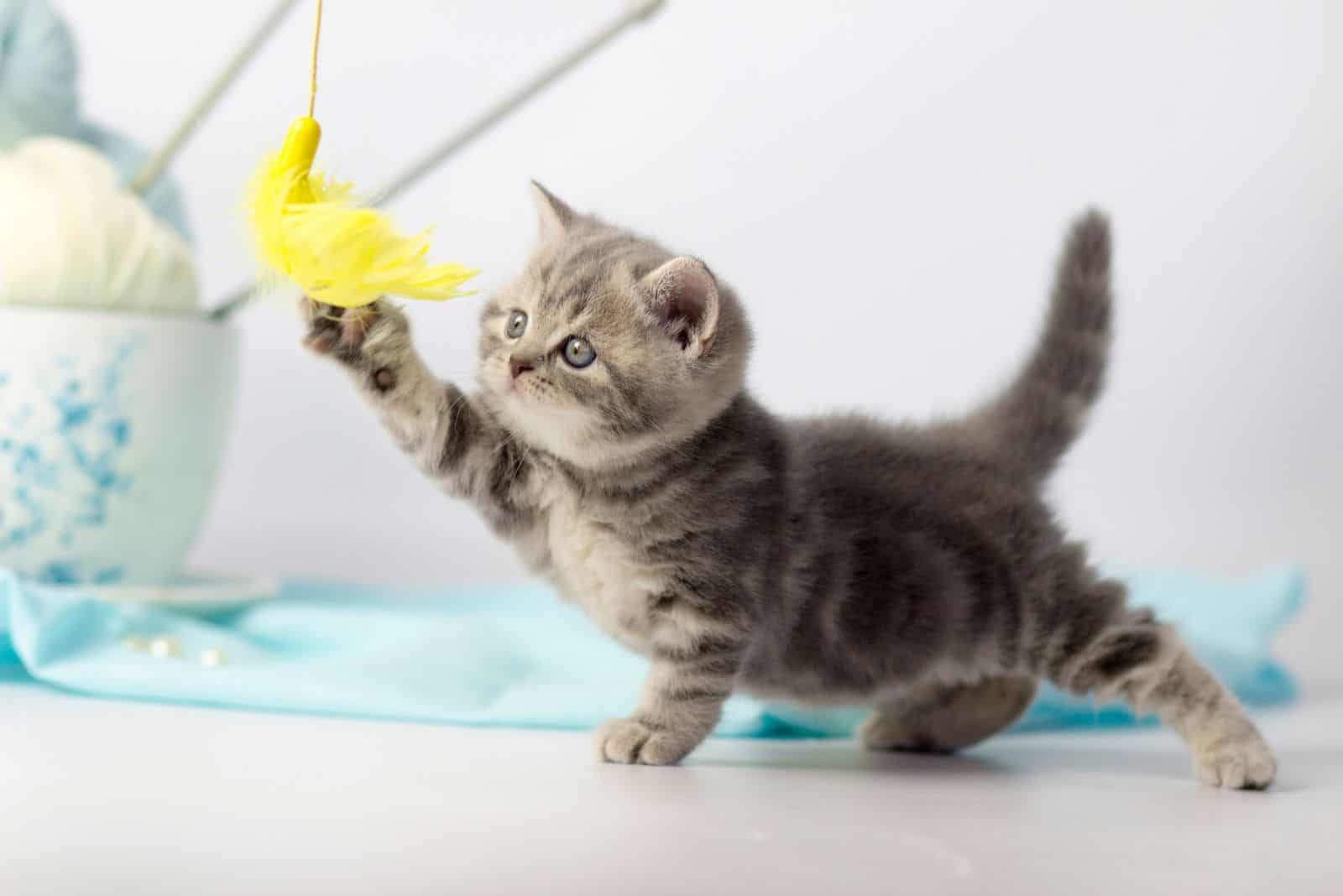 cute kitten is playing with yarn ball