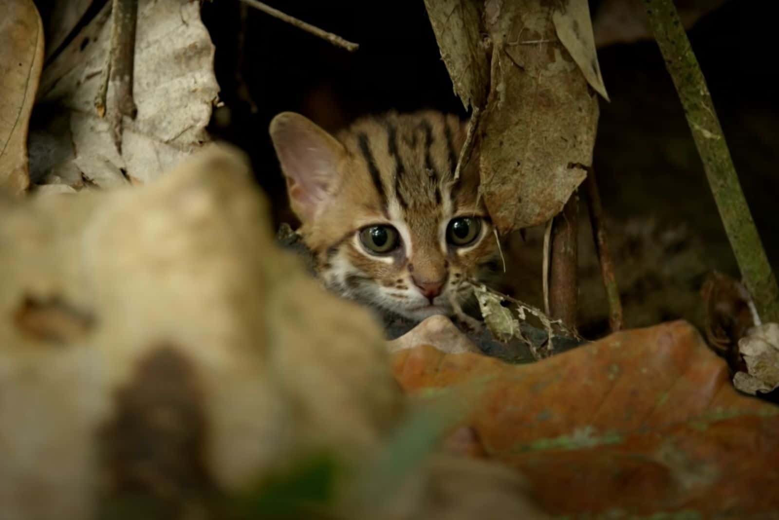 cute kitten peeking behind leaf