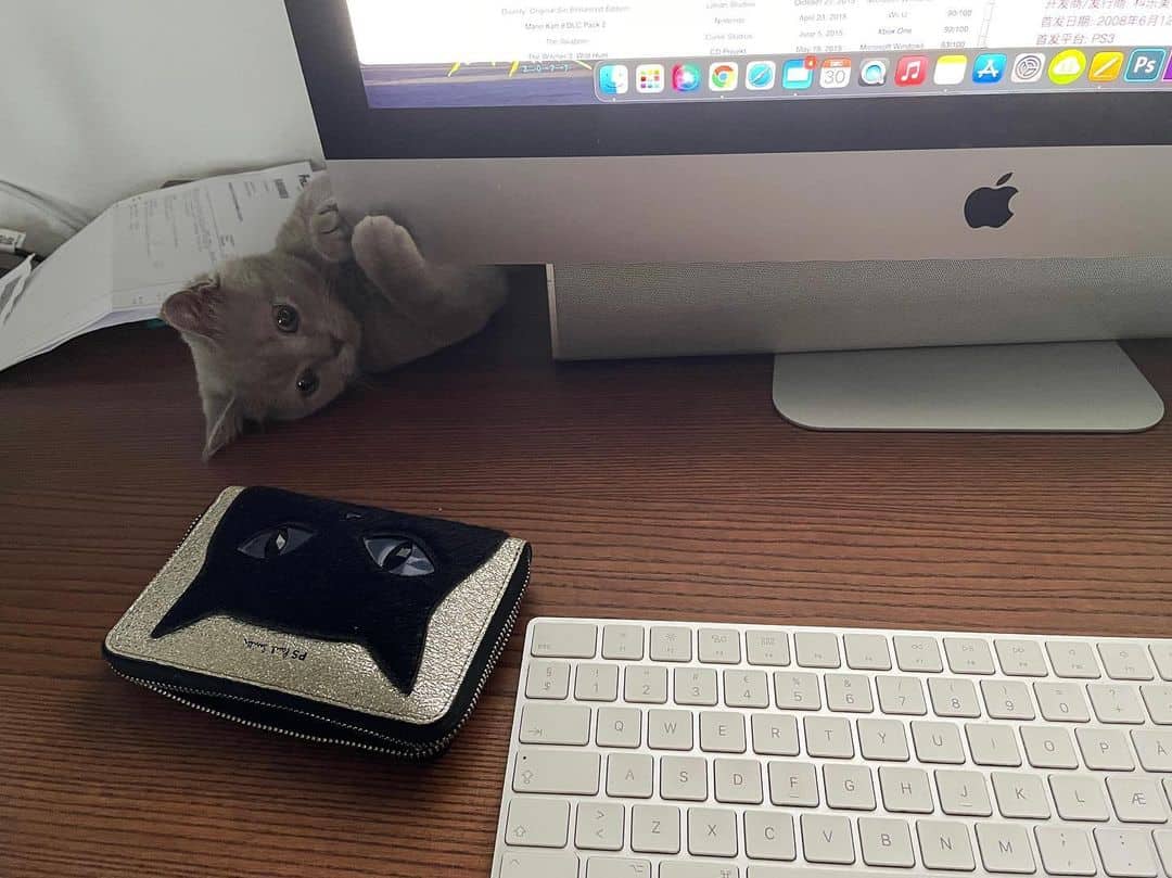 cute kitten playing by computer screen