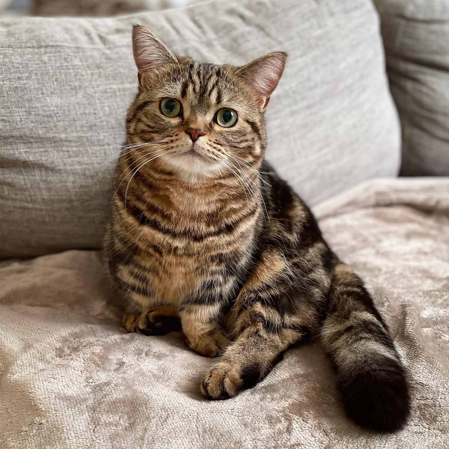 cute munchkin cat sitting on the couch