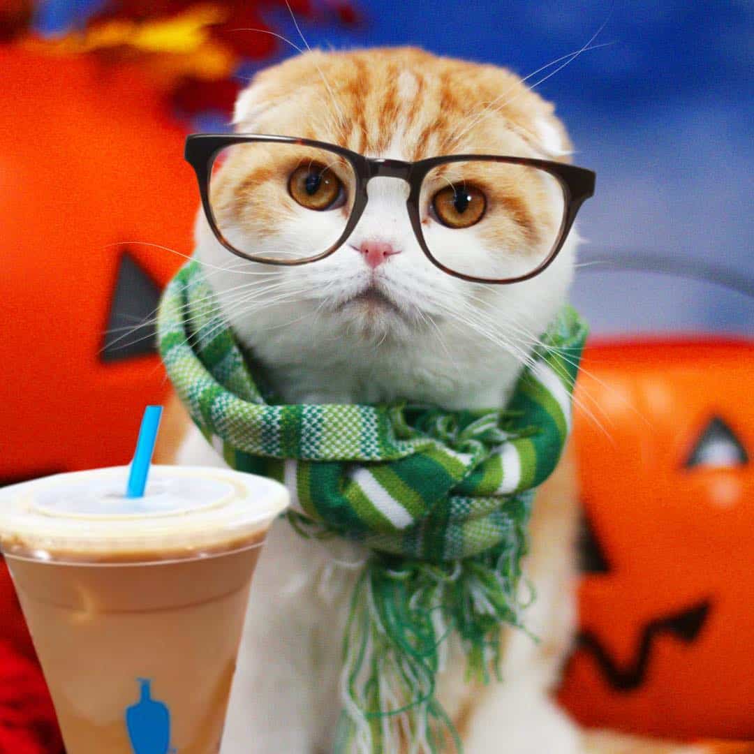 cute scottish fold cat with glasses