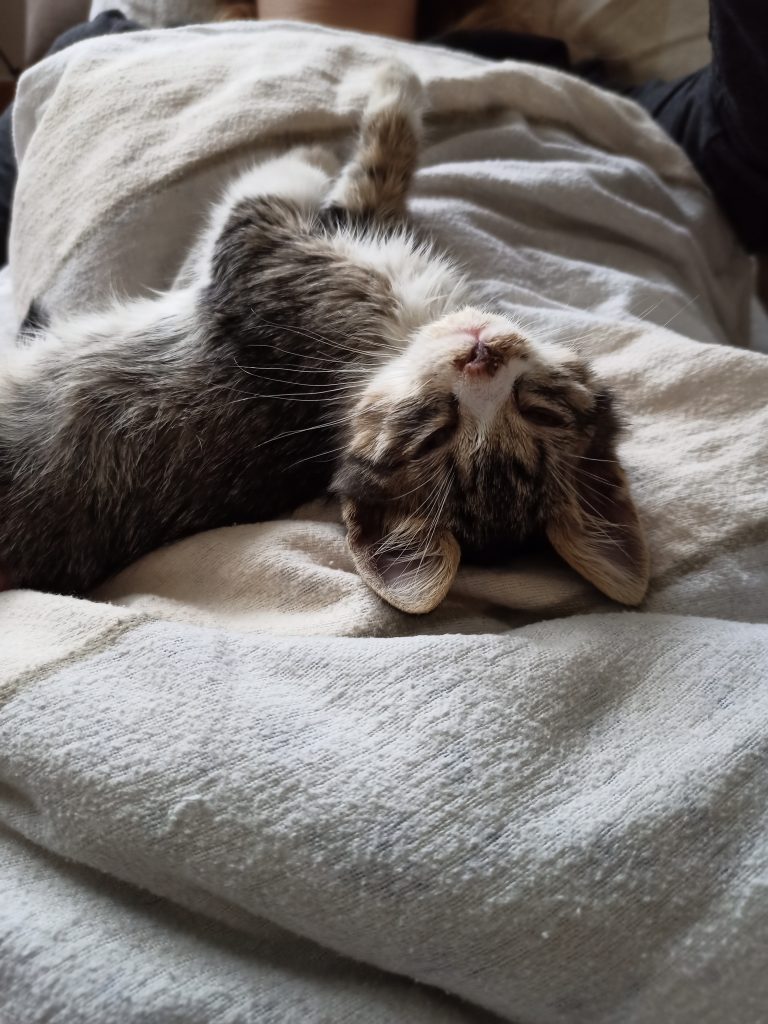 cute small kitten sleeping on owner's lap