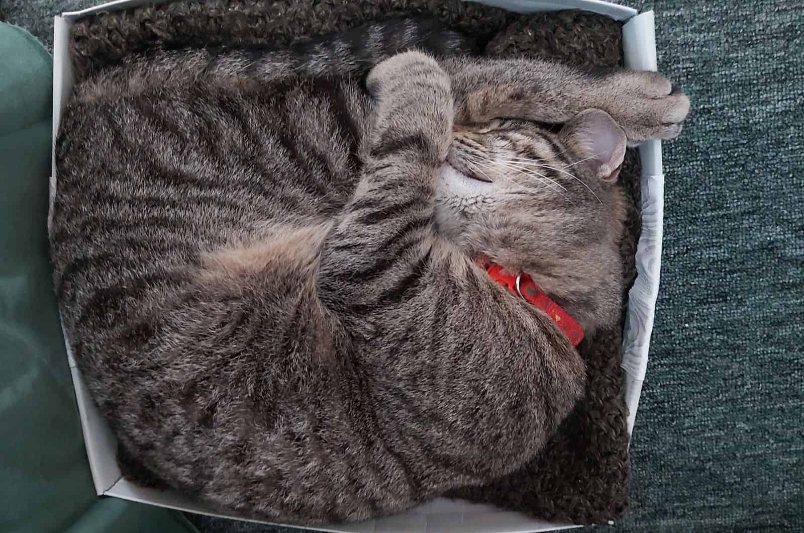 cute tabby cat sleeping in a box
