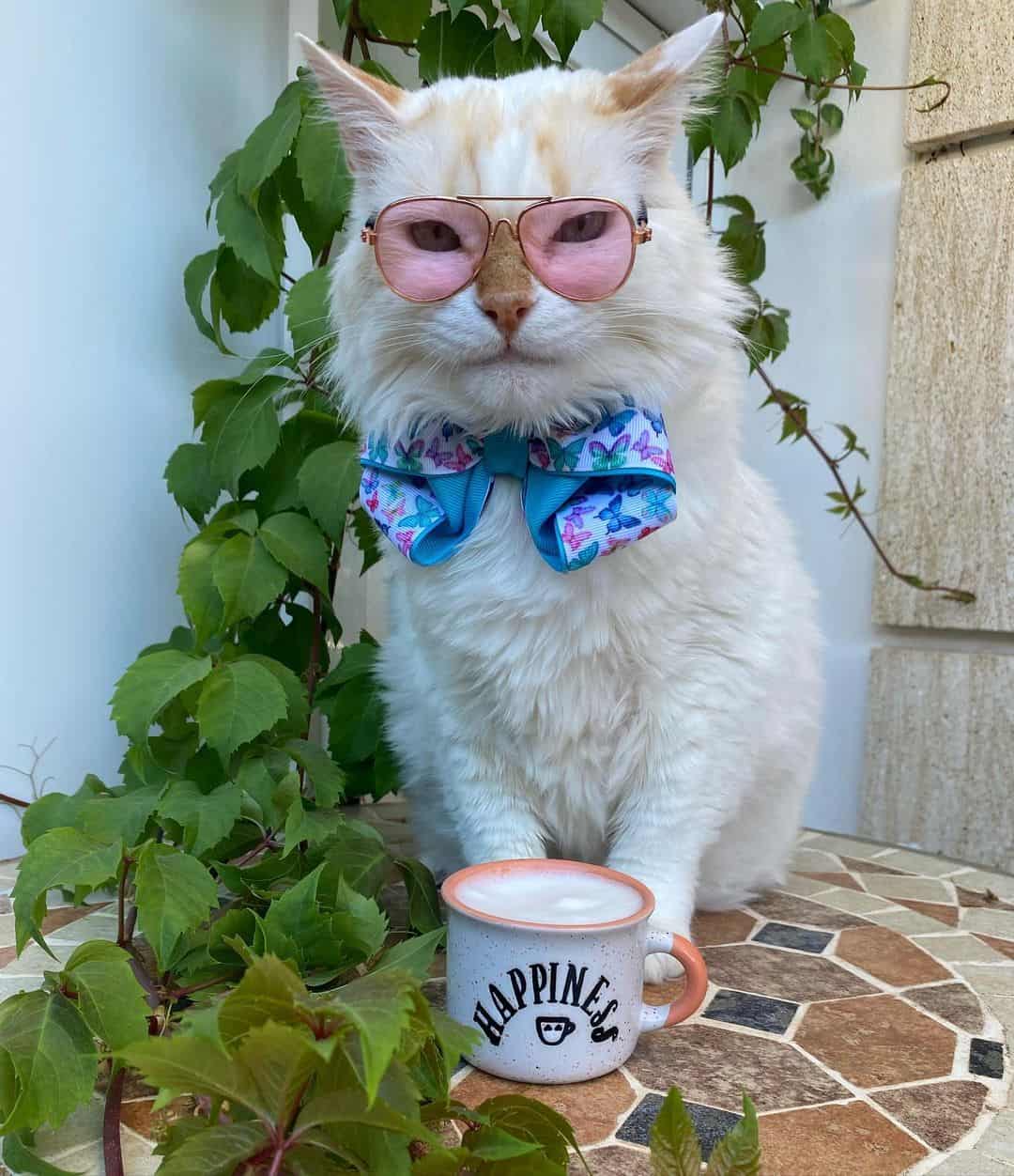cute turkish van cat with glasses