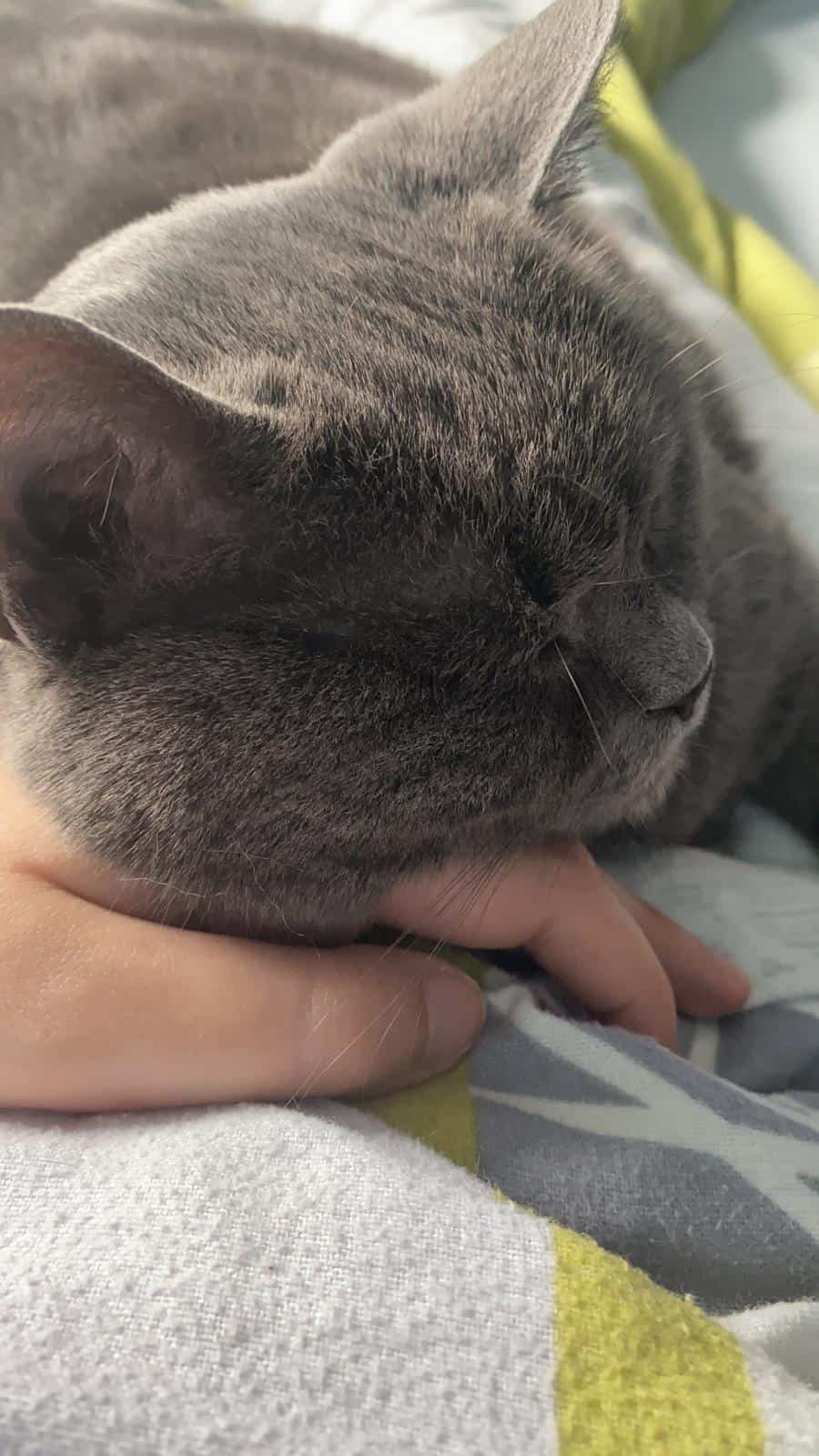 domestic gray cat napping in owner's lap