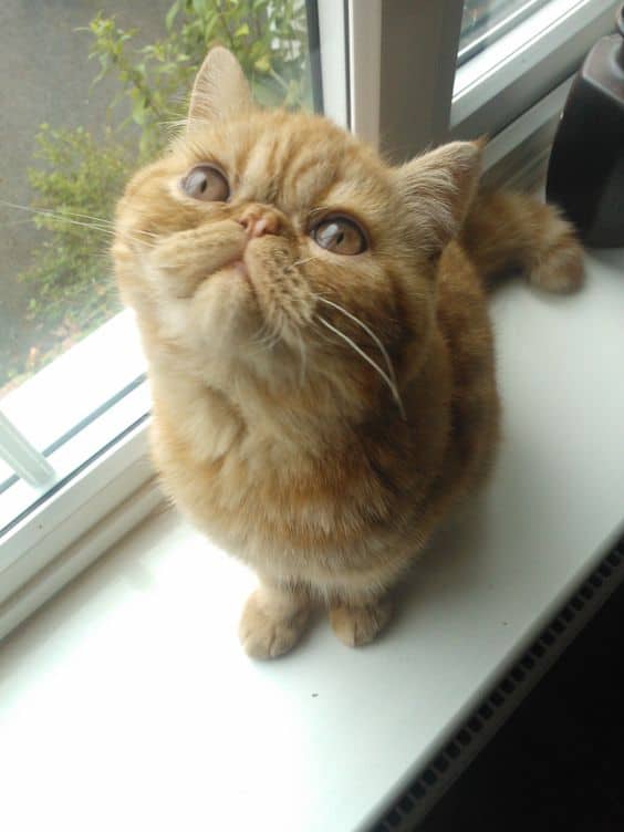 exotic shorthair with small ears