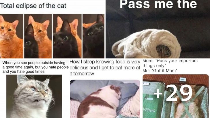 Top 10 Best Cat Memes You’ll See Today