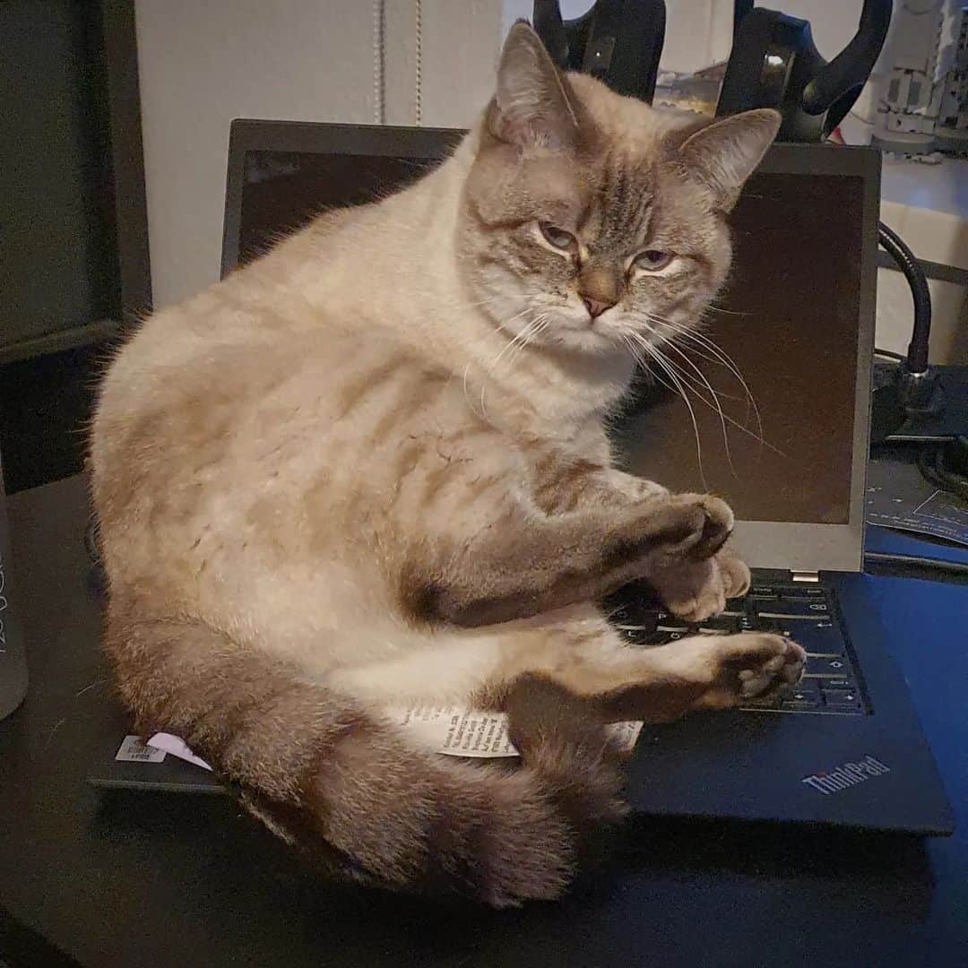 fed up cat sitting on laptop