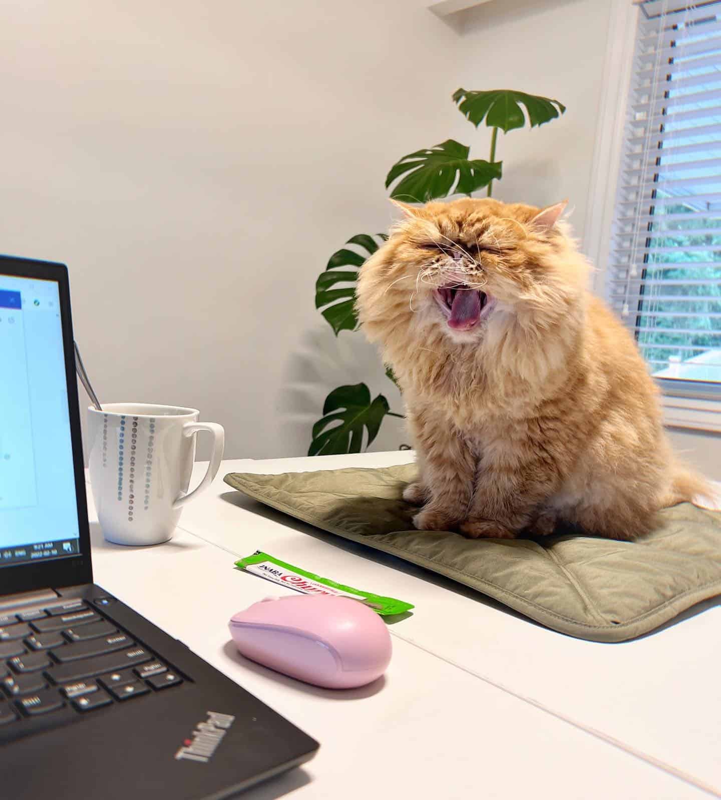 fluffy cat yawning on the table