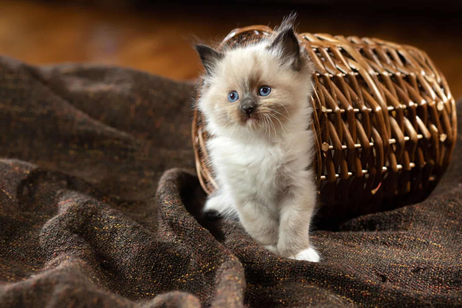 fluffy kitten on brown in a plaid. Bicolor Rag Doll Cat