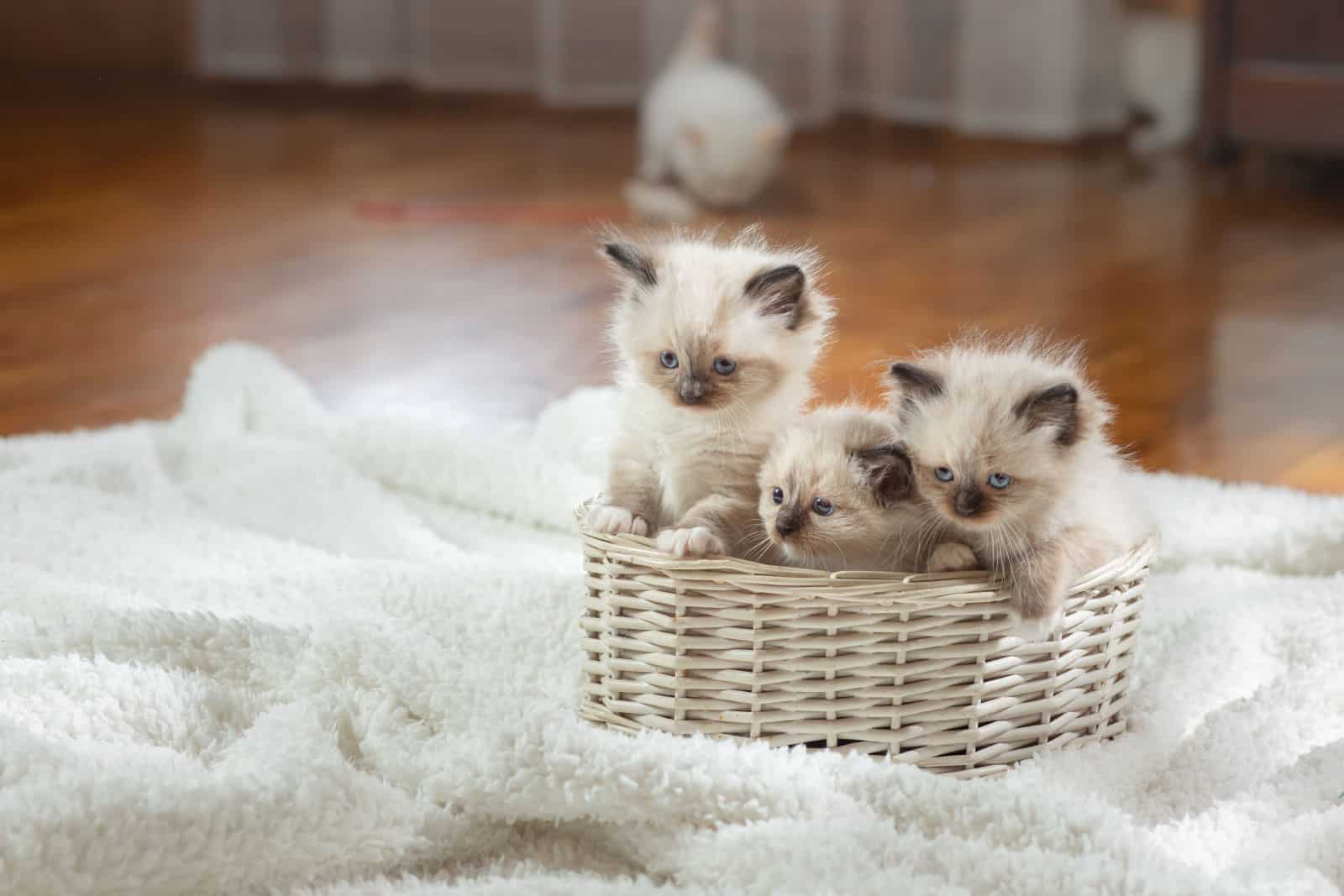 fluffy three kittens on white in a plaid. Bicolor Rag Doll Cat with blue ball
