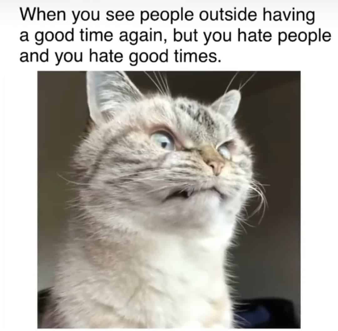 funny cat looking at distance