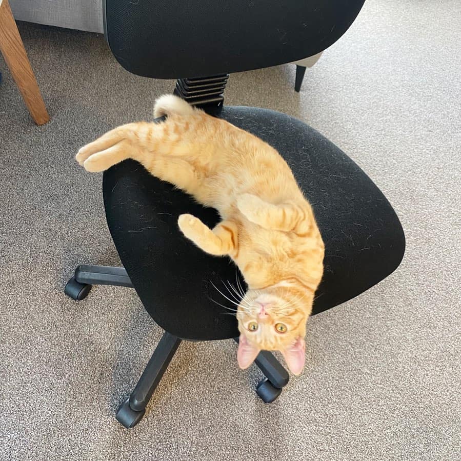 funny cat lying in chair