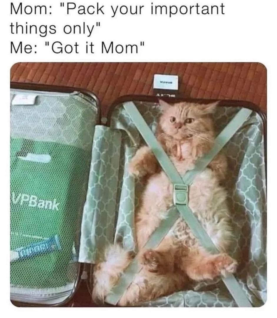 Top 10 Best Cat Memes You’ll See Today