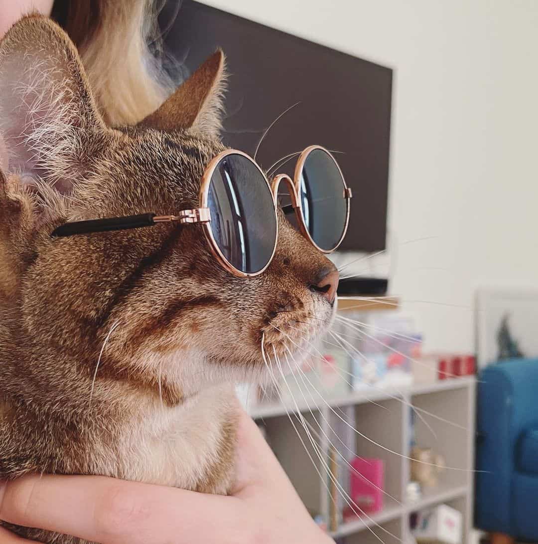 funny cat with glasses